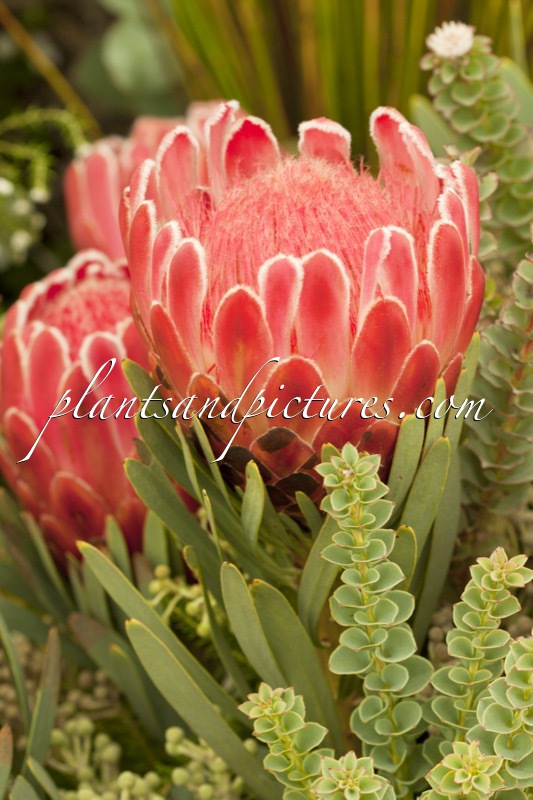 Protea ‘Venus’
