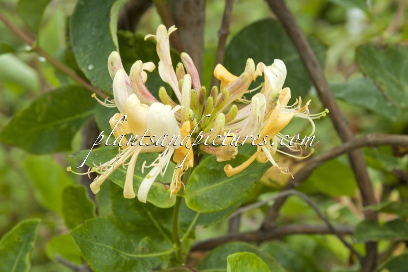 Lonicera periclymenum ‘Loly’