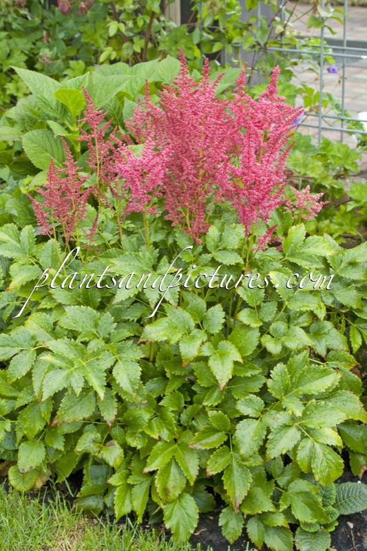 Astilbe ‘Versred’ (YOUNIQUE RED)