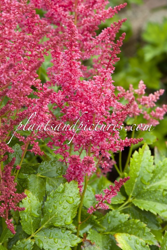 Astilbe ‘Versred’ (YOUNIQUE RED)