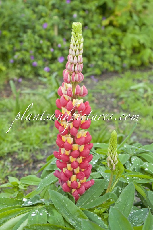 Lupinus ‘Tequila Flame’ (West County Series)