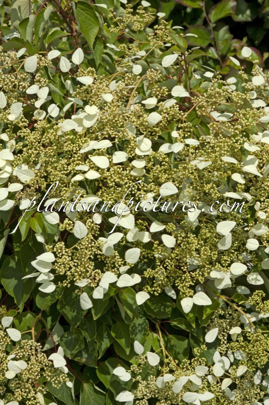 Schizophragma hydrangeoides