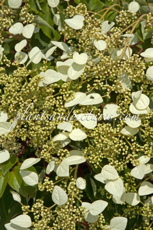 Schizophragma hydrangeoides