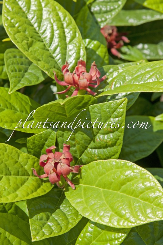 Calycanthus floridus ‘Michael Lindsay’