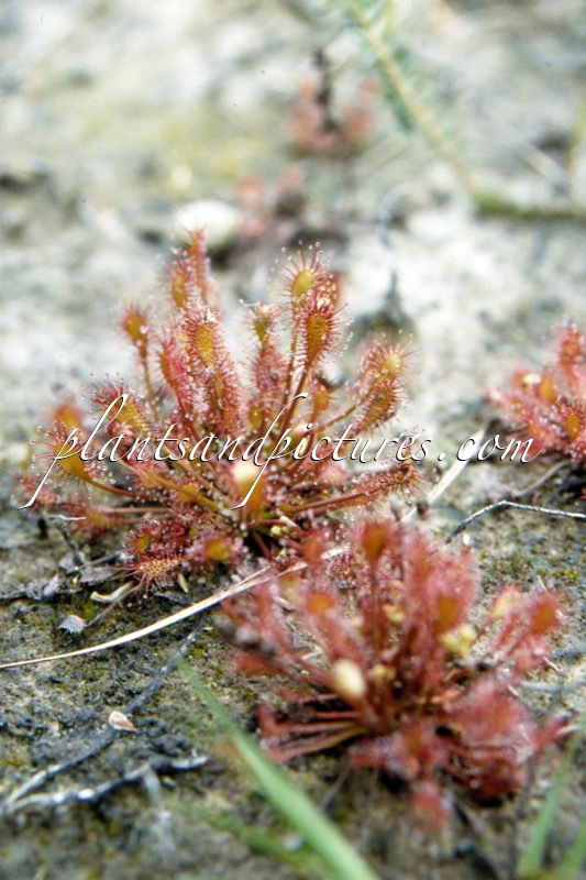 Drosera intermedia