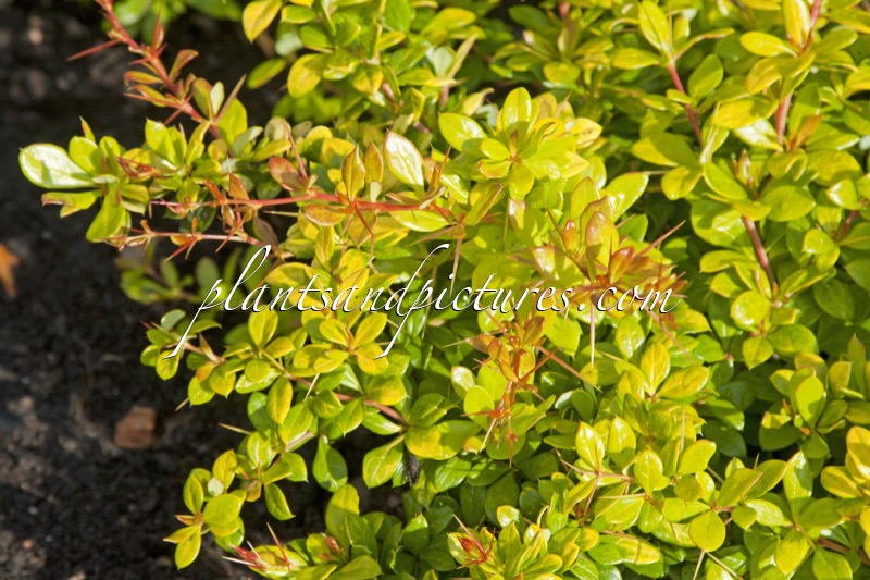 Berberis media ‘Dual Jewel’