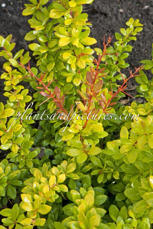 Berberis media ‘Dual Jewel’