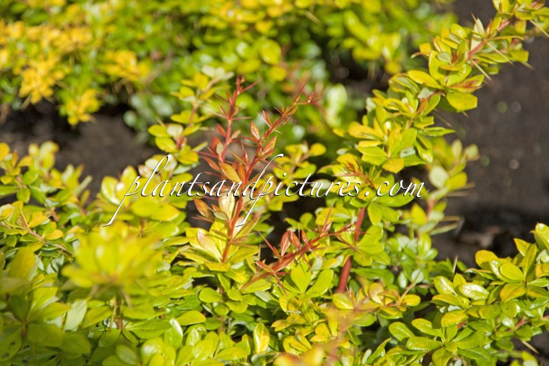 Berberis media ‘Dual Jewel’
