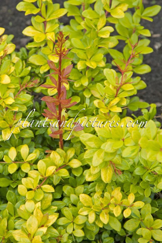 Berberis media ‘Dual Jewel’