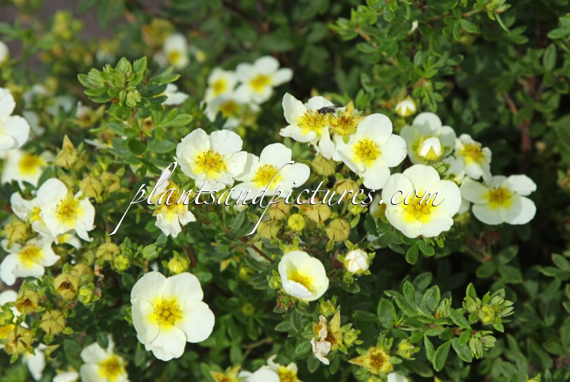 Potentilla fruticosa ‘Limelight’