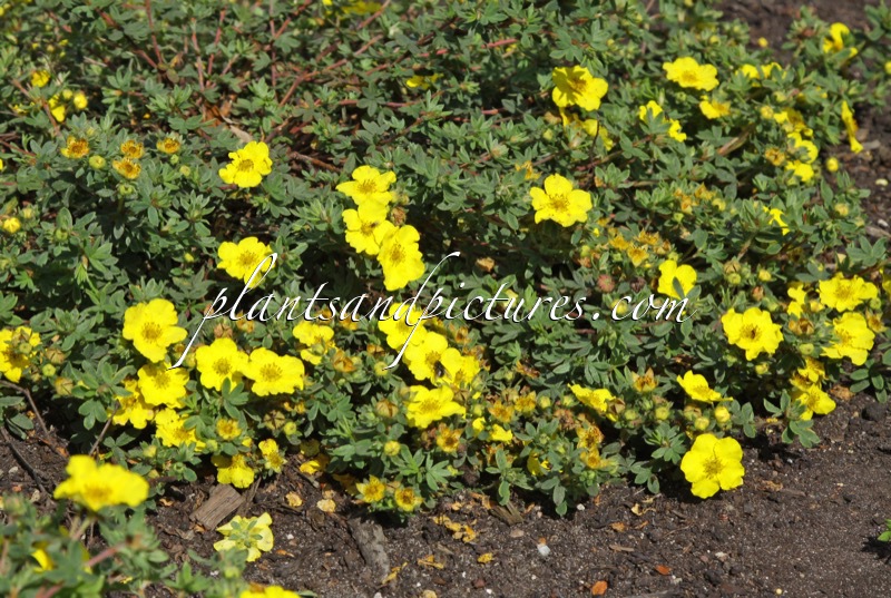 Potentilla fruticosa ‘Medicine Wheel Mountain’
