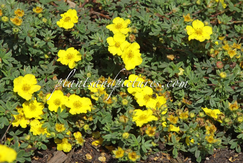 Potentilla fruticosa ‘Medicine Wheel Mountain’