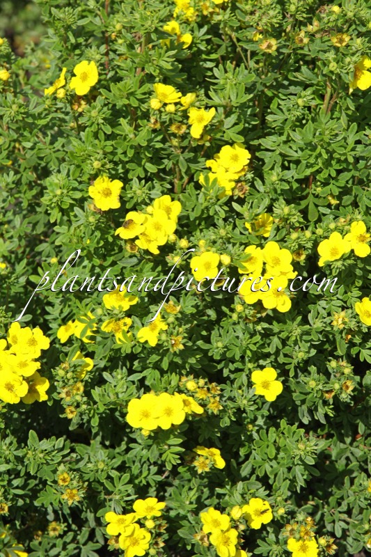 Potentilla fruticosa ‘Yellow Bird’
