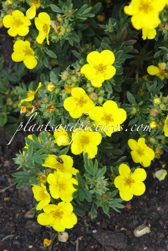 Potentilla fruticosa ‘Rheinsberg’
