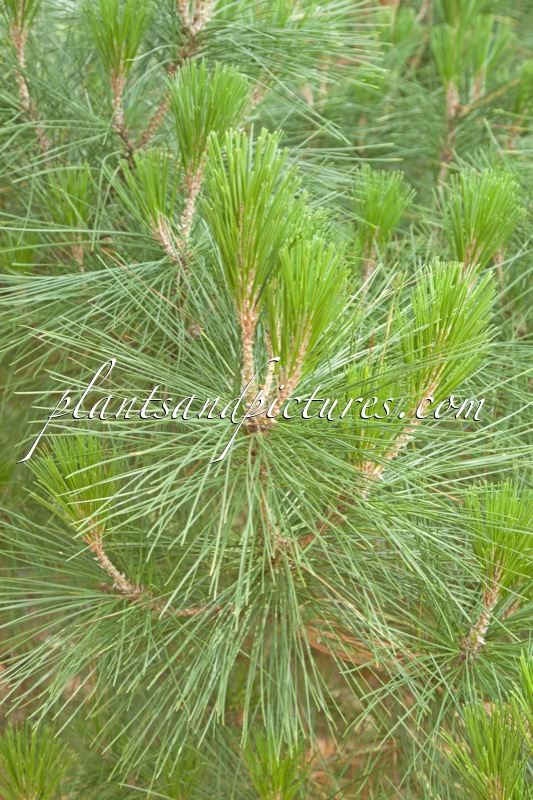 Pinus radiata