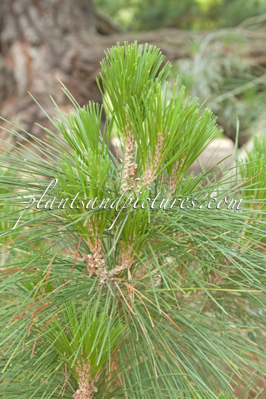 Pinus radiata