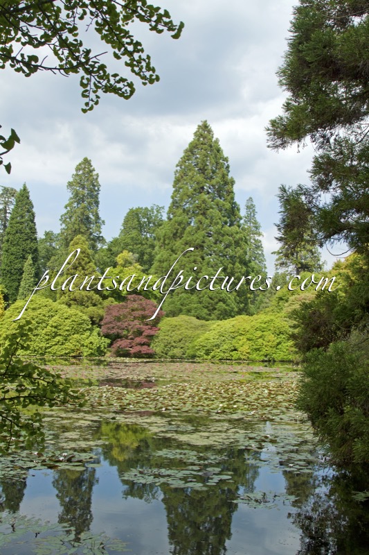 Sequoiadendron giganteum