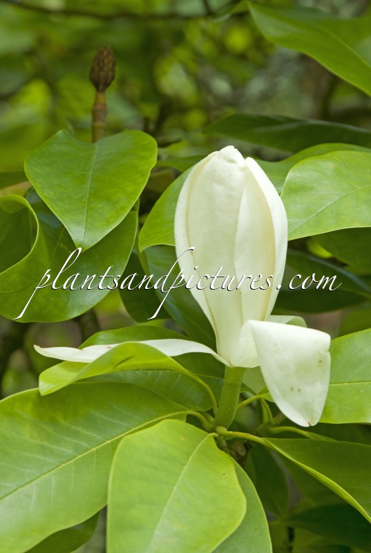 Magnolia thompsoniana