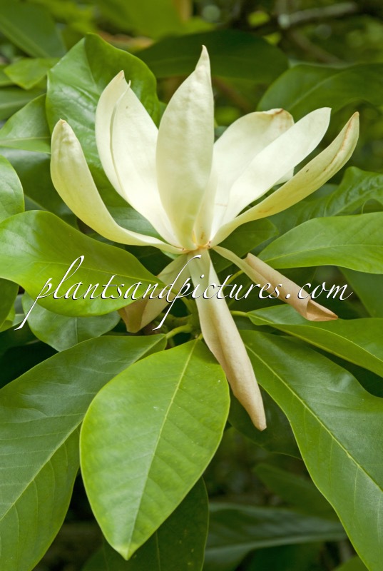 Magnolia thompsoniana