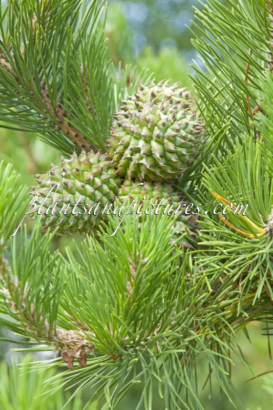 Pinus pungens