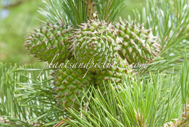 Pinus pungens