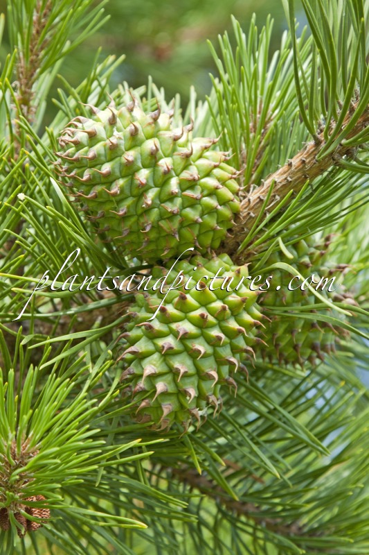 Pinus pungens