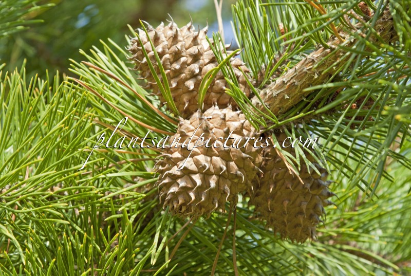 Pinus pungens