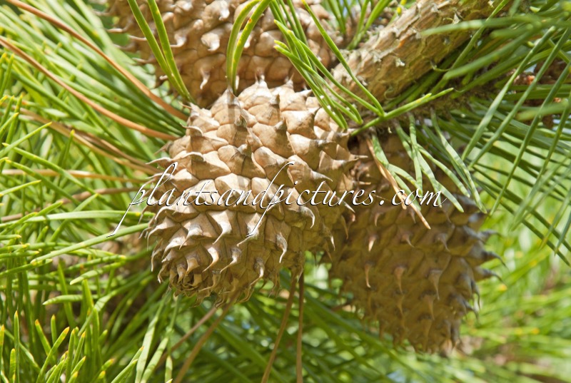 Pinus pungens