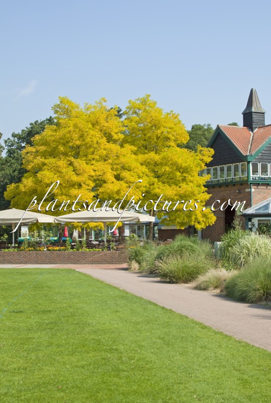 Robinia pseudoacacia ‘Frisia’