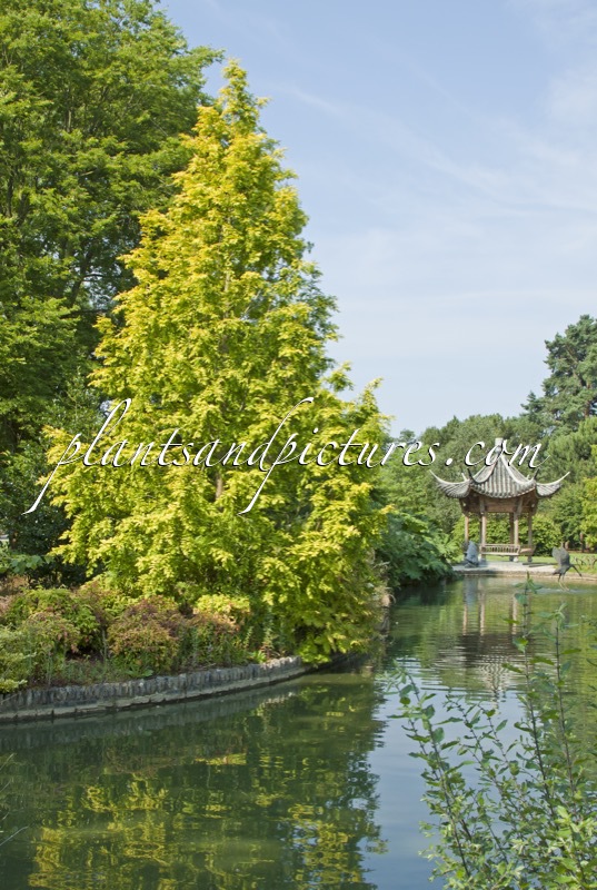 Metasequoia glyptostroboides ‘Ogon’ (GOLDRUSH)