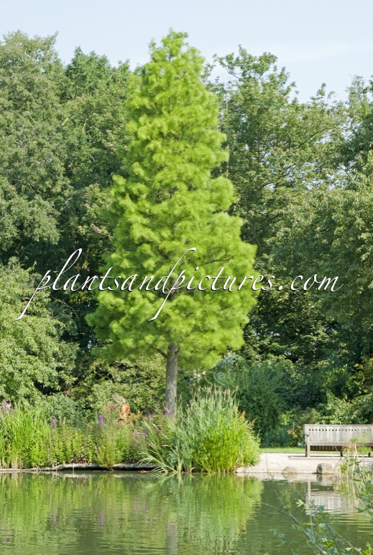 Taxodium distichum ‘Nutans’