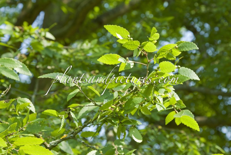 Zelkova carpinifolia