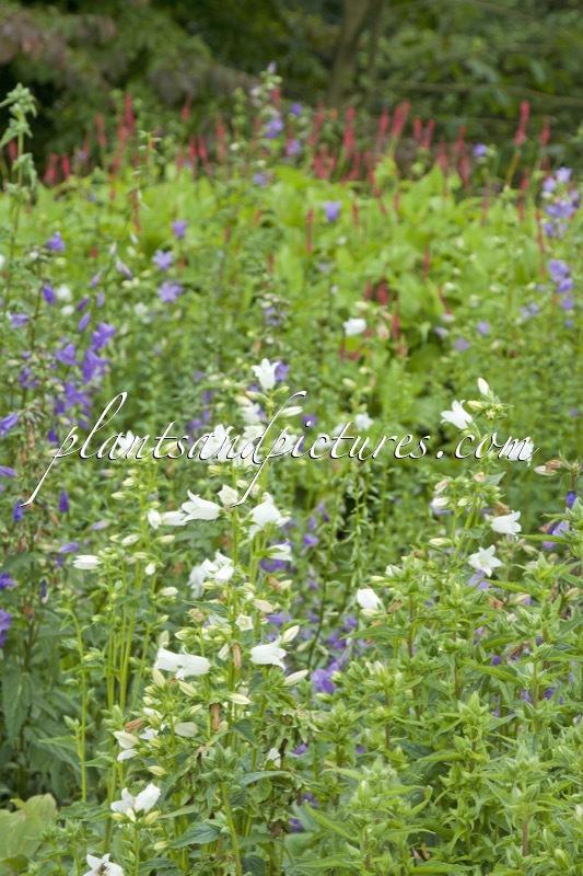 Campanula trachelium