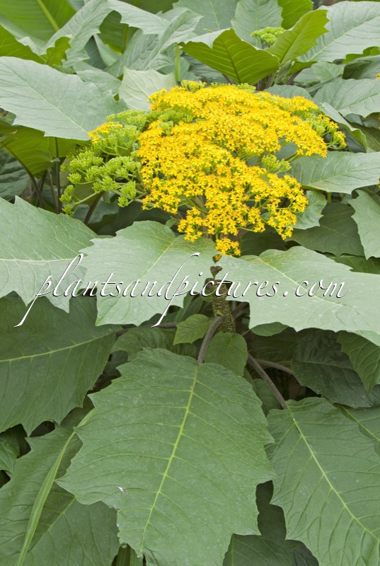 Senecio grandifolius