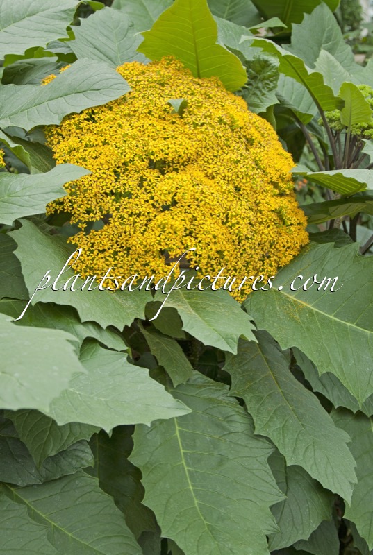 Senecio grandifolius