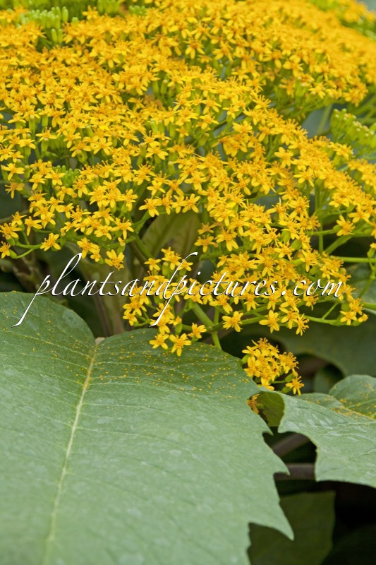 Senecio grandifolius
