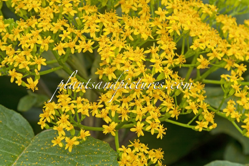 Senecio grandifolius