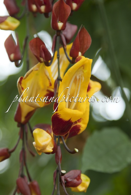 Thunbergia myosorensis