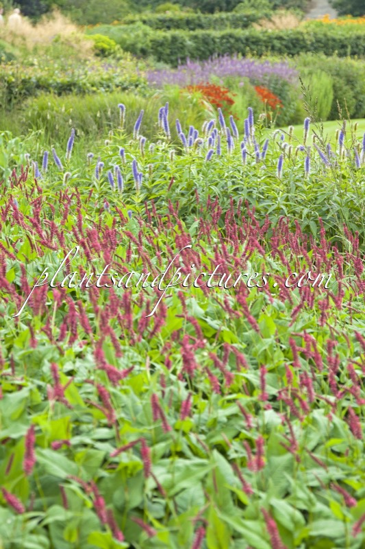 Veronicastrum virginicum ‘Temptation’