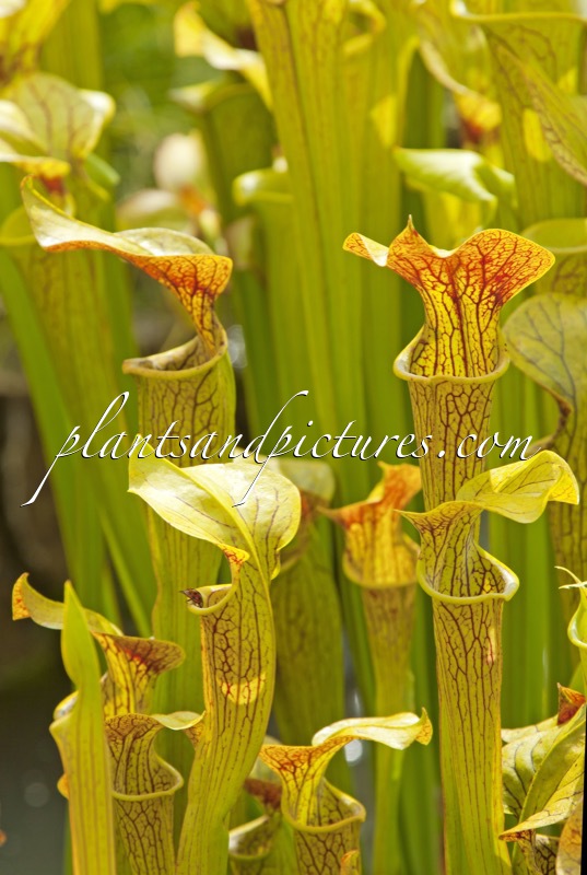 Sarracenia moorei ‘Brook’s Hybrid’