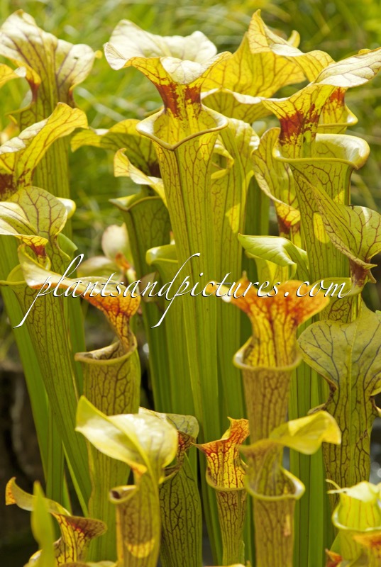 Sarracenia moorei ‘Brook’s Hybrid’