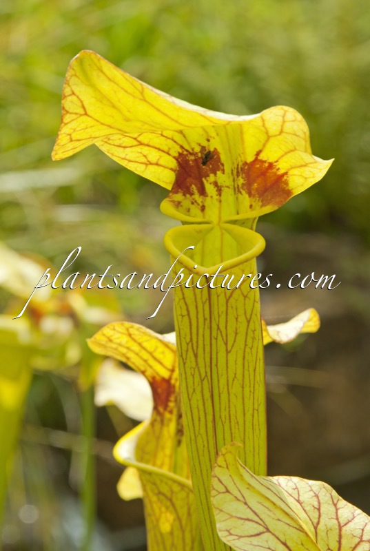 Sarracenia moorei ‘Brook’s Hybrid’