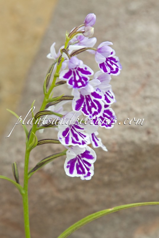 Pomerorchis graminifolia