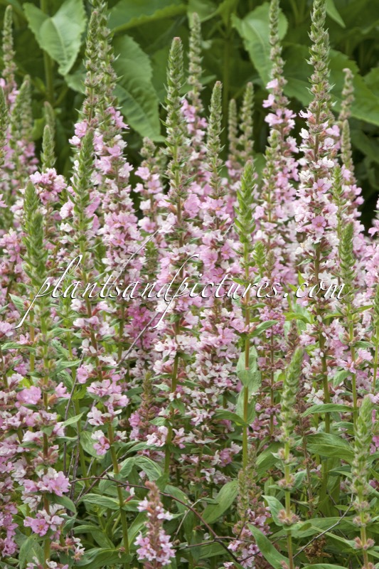 Lythrum salicaria ‘Blush’