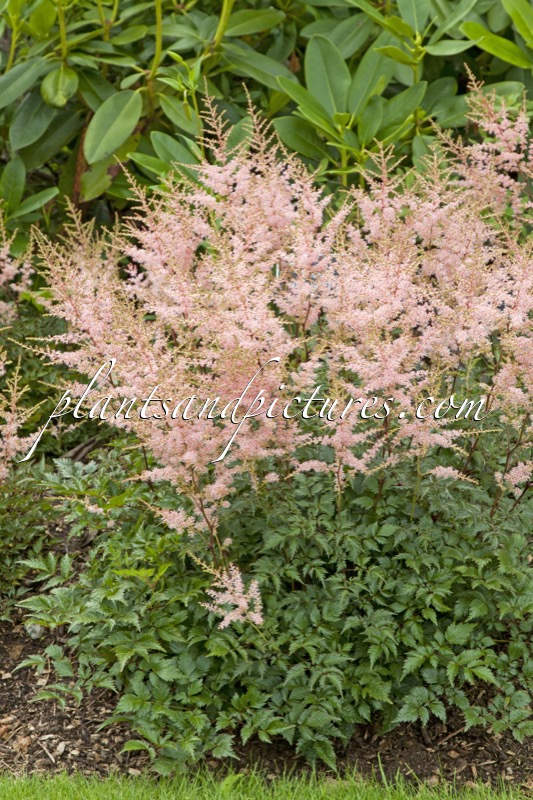 Astilbe ‘Sprite’