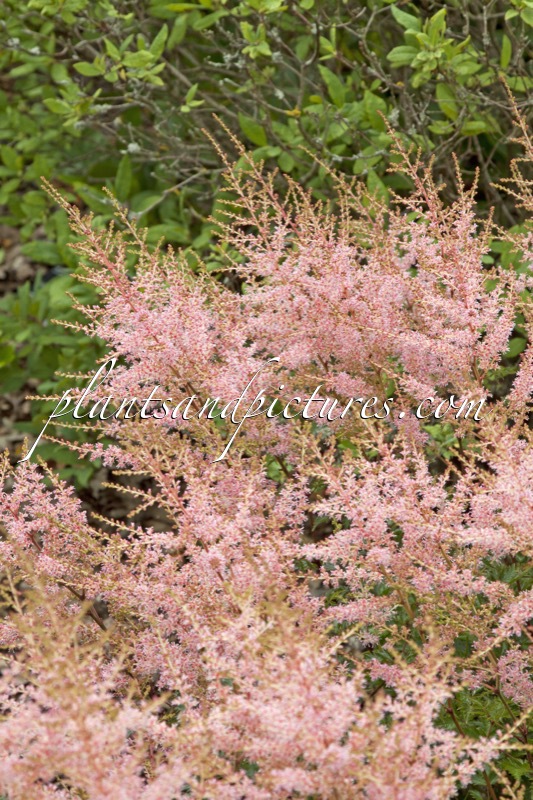Astilbe ‘Sprite’