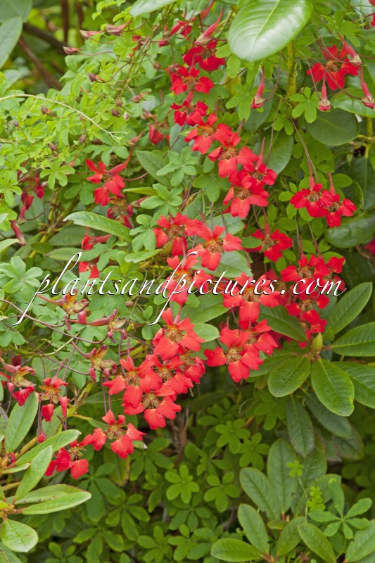 Tropaeolum speciosum