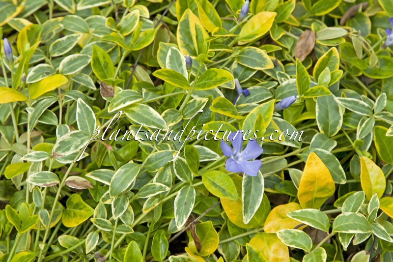 Vinca minor ‘Blue and Gold’