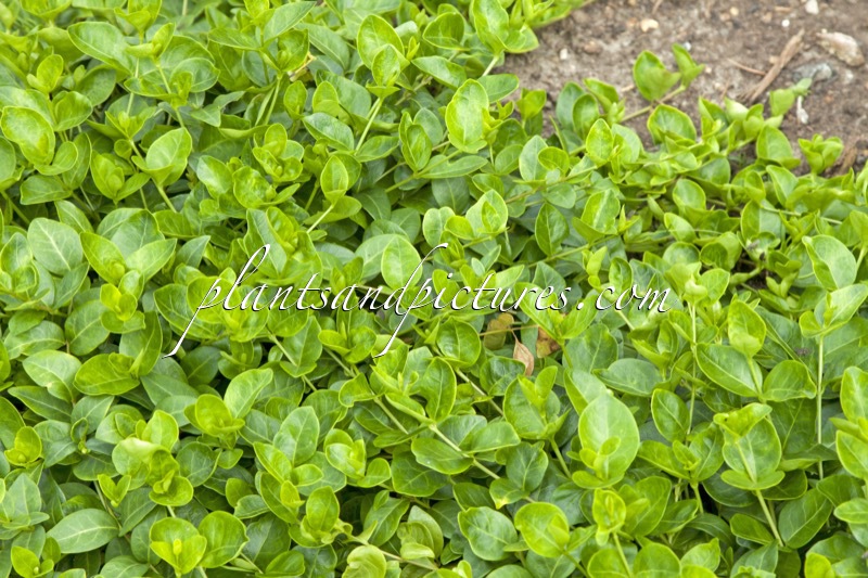 Vinca minor ‘Grüner Teppich’