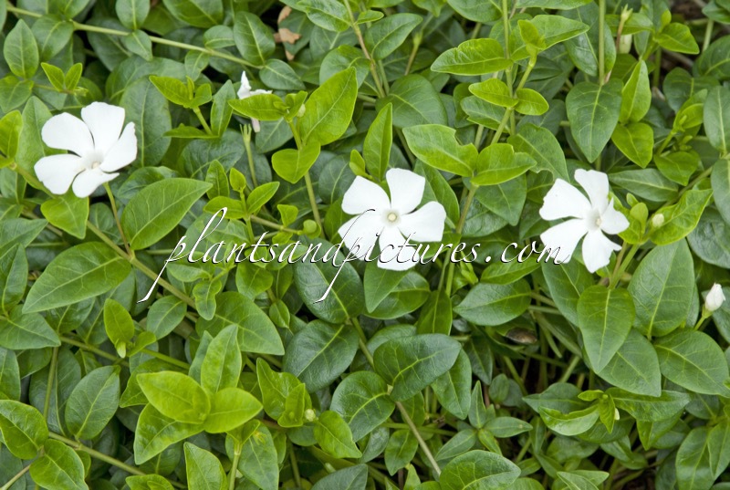 Vinca minor ‘Alba’